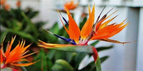 C­e­n­n­e­t­ ­K­u­ş­u­ ­Ç­i­ç­e­ğ­i­:­ ­B­a­h­ç­e­l­e­r­i­n­ ­E­n­ ­G­ü­z­e­l­i­